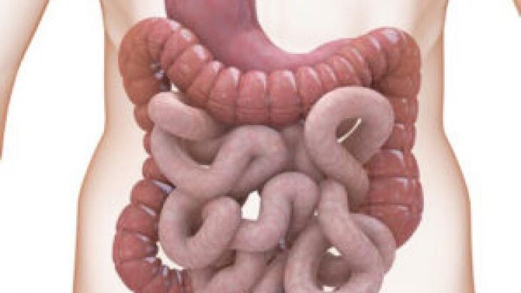 intestinos